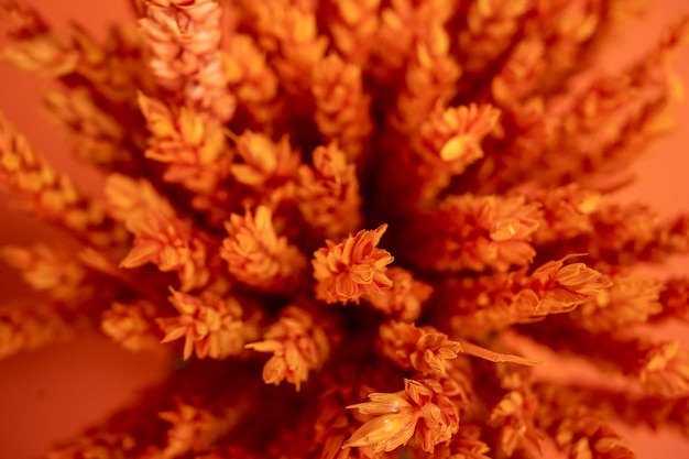 beautiful orange bouquet wheat on orange wall