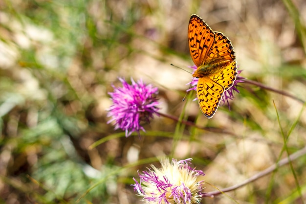 beautiful orange butterfly sitting on the grass