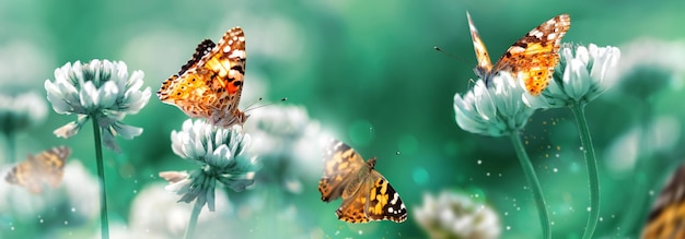 Beautiful orange butterfly on white clover flowers in a fairy\
garden summer spring bright green background macro composition\
banner format