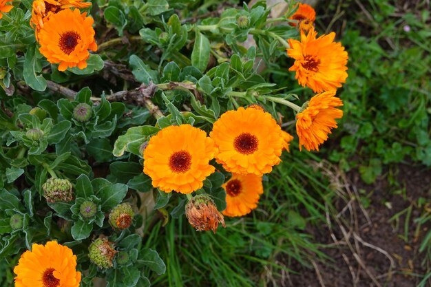 Photo beautiful orange calendula flower ready to produce seeds in the garden