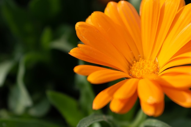 Beautiful orange calendula officinalis flower close up in a garden on a green background