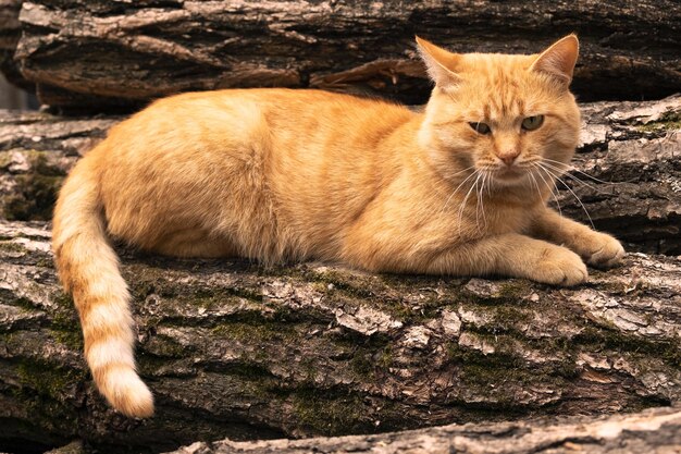 아름 다운 오렌지 고양이 나무에 낳는 장작 더미에 고양이 눈을 뜨고 누워 오렌지 고양이