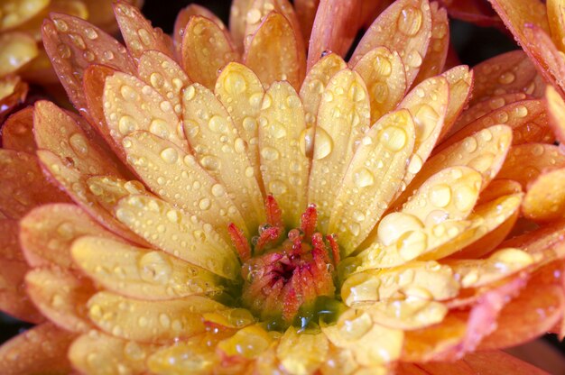 Bellissimo fiore di crisantemo arancione autunno vivido sfondo con rugiada