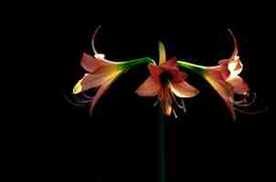 Photo the beautiful orange color of amaryllis flower in garden isolated on black background with space for text