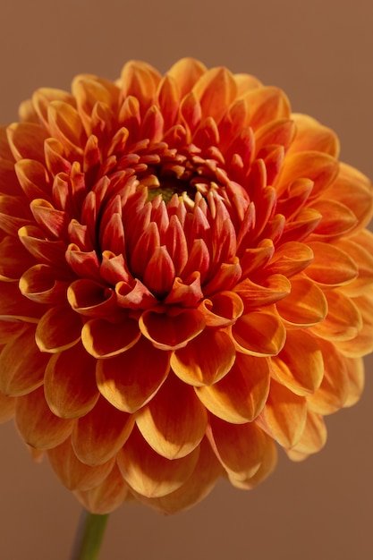 Beautiful orange coloured sunny dahlia flower texture close up view  flower on brown background