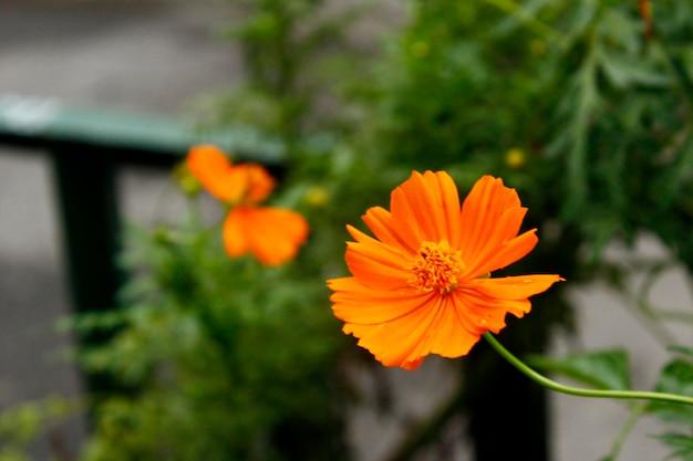 美しいオレンジ色のコスモスの花