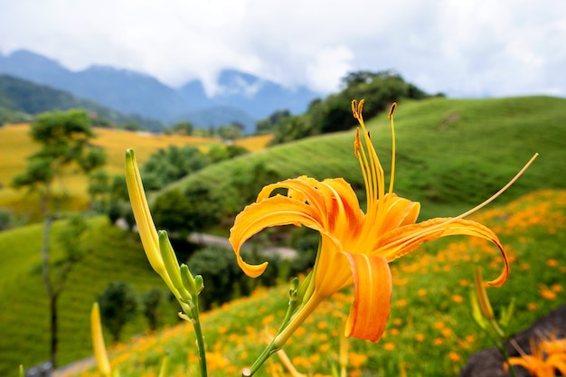 푸른 하늘과 구름, Fuli, Hualien, 대만이있는 Sixty Rock Mountain (liushidan 산)에 아름다운 오렌지 옥잠화 꽃 농장을 닫습니다.