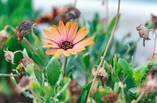 Beautiful orange flower on the background of dried plants