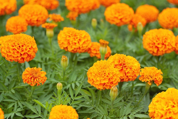 Beautiful orange flower buds background.