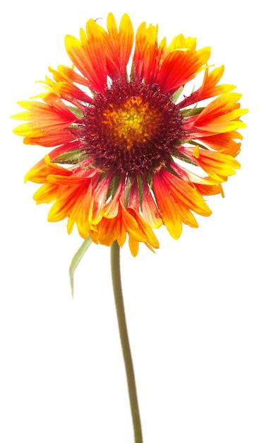 Beautiful orange flower isolated on white background