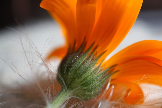 beautiful orange flower in nature