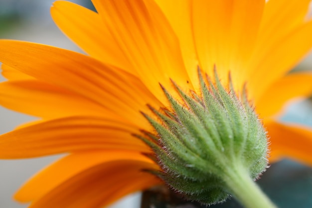 自然の中の美しいオレンジ色の花