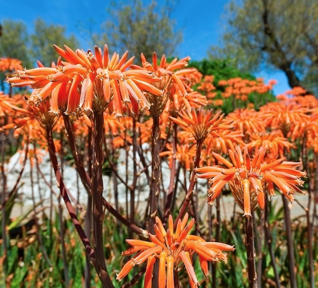 美しいオレンジ色の花がクローズアップ