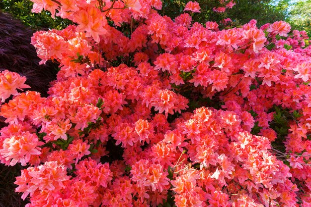 Beautiful orange flowers in the garden , Scotland