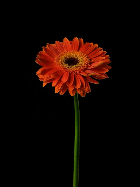 Beautiful orange gerbera daisy flower