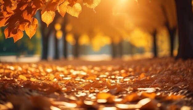 Beautiful orange and golden autumn leaves against a blurry park in sunlight with beautiful bokeh