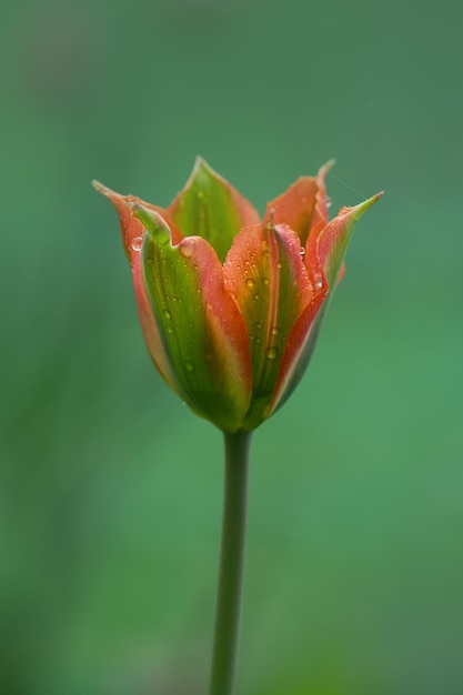 Beautiful orange and green flower tulip Green River growing