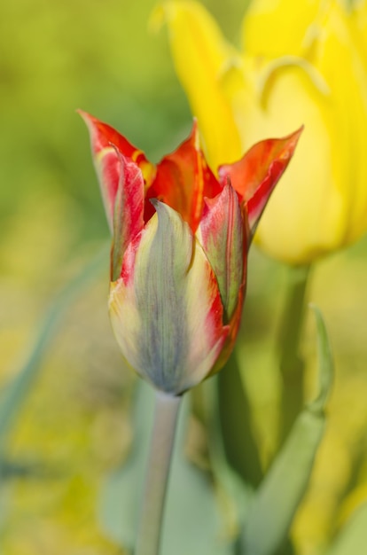 Beautiful orange and green flower tulip Green River growing