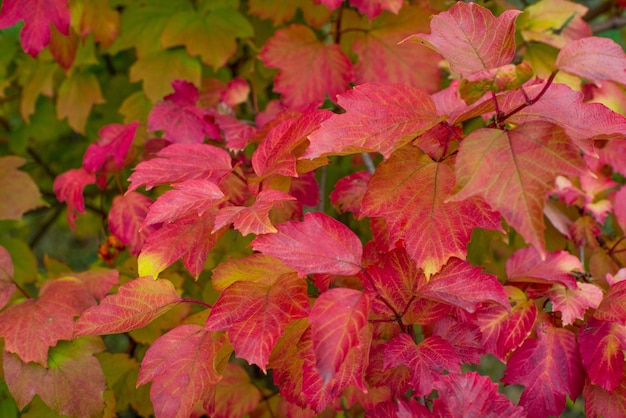 Beautiful orange leaf color of nature