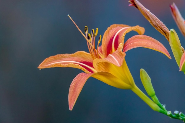 庭の美しいオレンジ色のユリの花