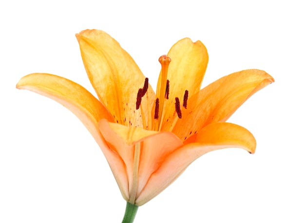Красивый оранжевый цветок лилии на белом