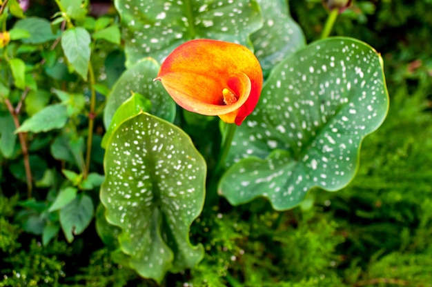 Beautiful orange lily flower with spotted leaves