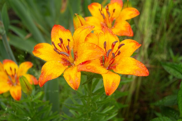 В саду после дождя распускаются красивые оранжевые цветы лилии.