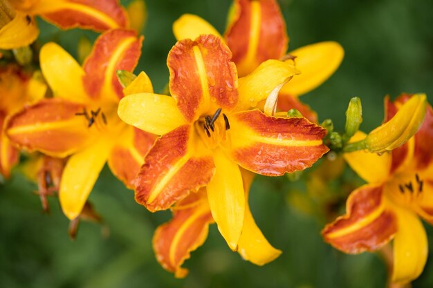 beautiful orange lily flowers with dew drops