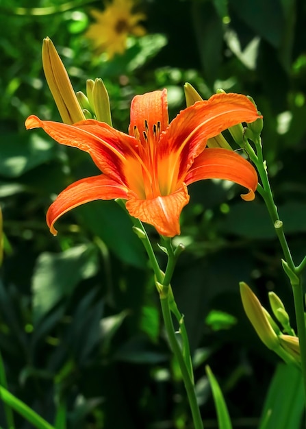 beautiful orange lily growing in the garden