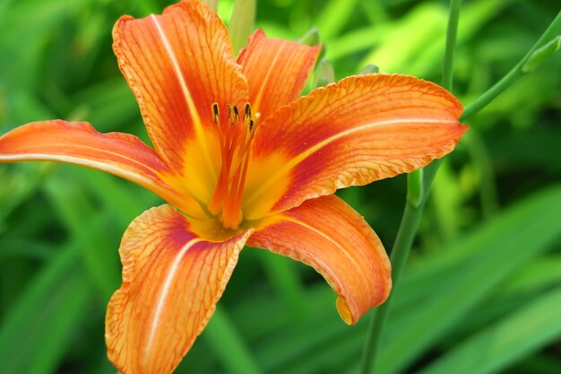 beautiful orange lily growing in the garden