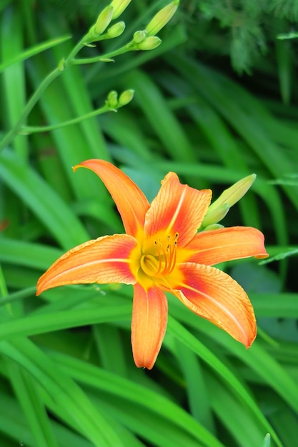 beautiful orange lily growing in the garden