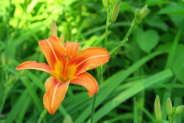 beautiful orange lily growing in the garden