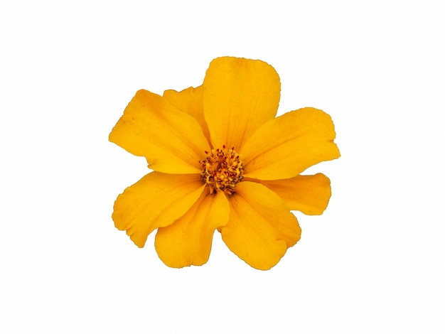 Beautiful orange marigold flower isolated on white background.