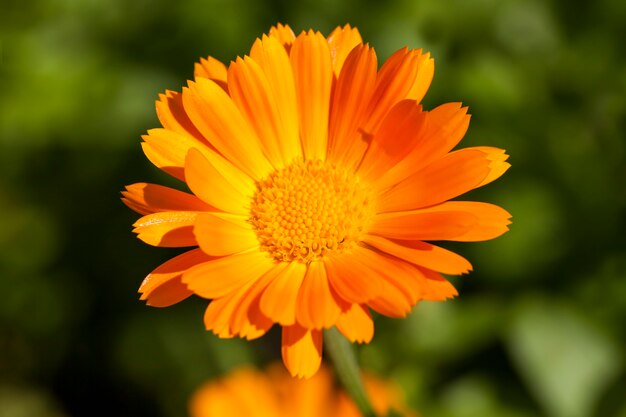 Красивые оранжевые цветы календулы в весенний сезон