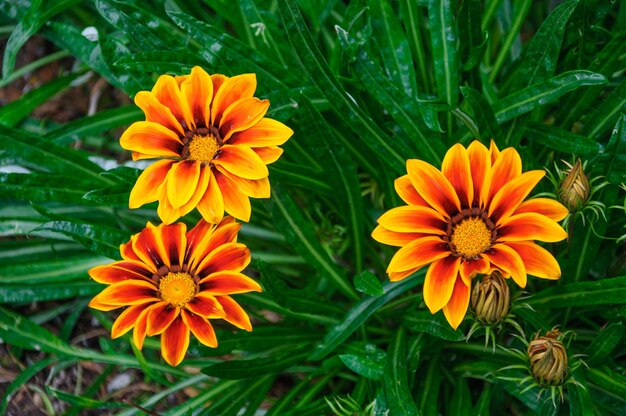 Beautiful orange and red flowers in macro