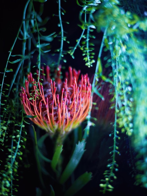 Beautiful orange red pincushion protea in full bloom with reflection