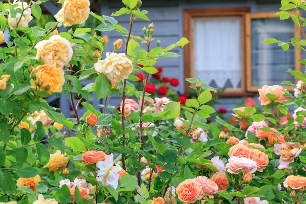 Beautiful orange and red roses in a garden