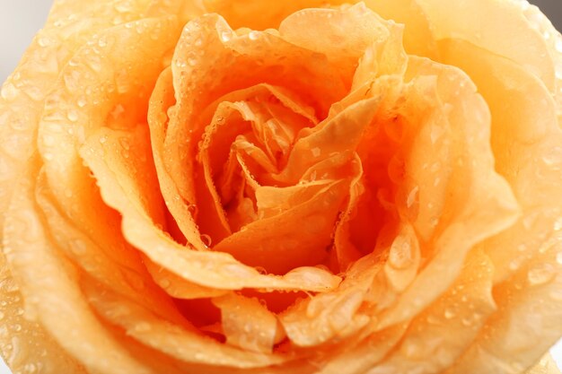 Beautiful orange rose close-up