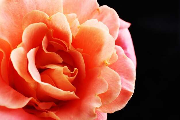 Beautiful orange rose close-up