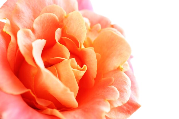 Photo beautiful orange rose close-up