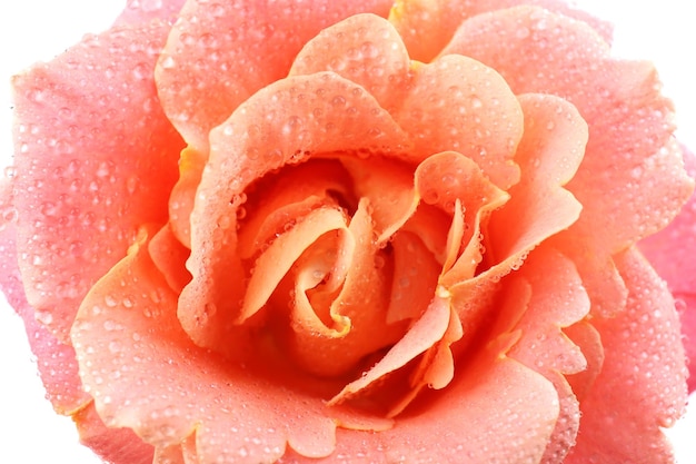 Beautiful orange rose close-up