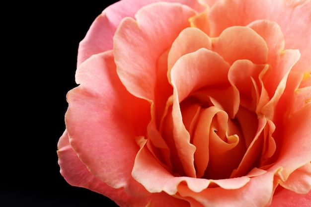 Beautiful orange rose close-up