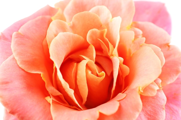 美しいオレンジ色のバラのクローズアップ