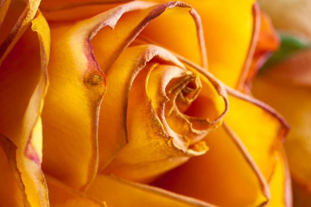 Beautiful orange rose to dry for use as decoration