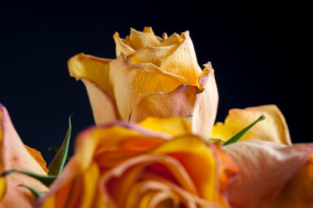 Beautiful orange rose to dry for use as decoration