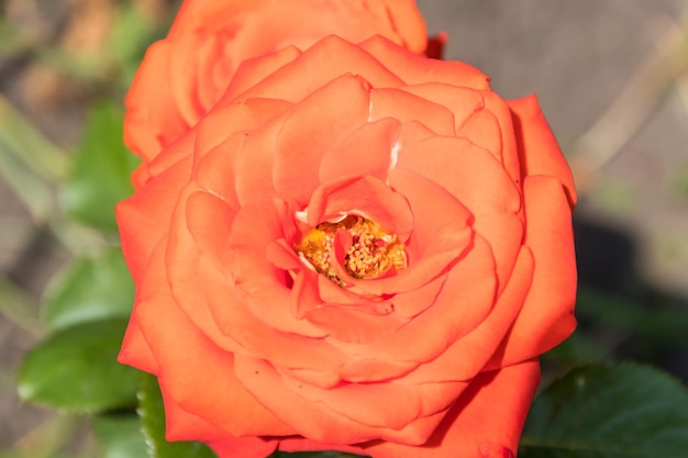 Beautiful orange rose on flowerbed in the garden