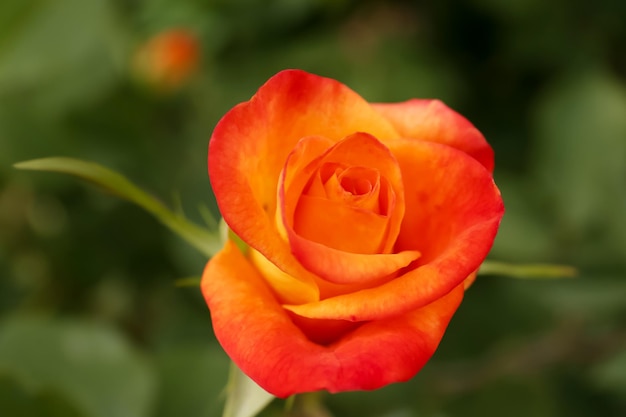 Beautiful orange rose growing in garden closeup