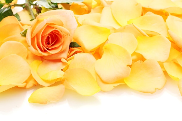 美しいオレンジ色のバラの花びらと白で隔離されたバラ