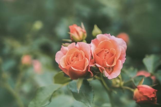 Beautiful orange roses in the garden. Top view.