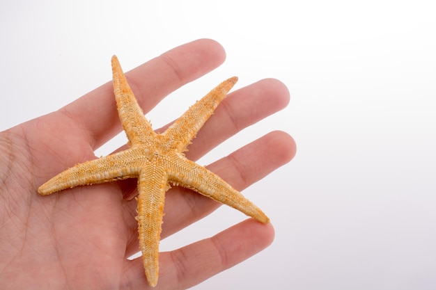 Beautiful orange starfish